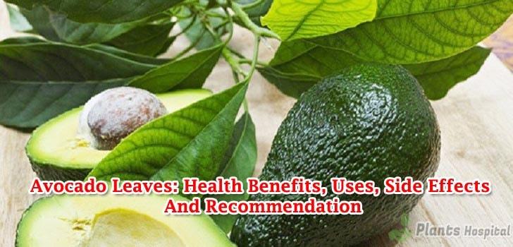 benefits-of-avocado-leaves