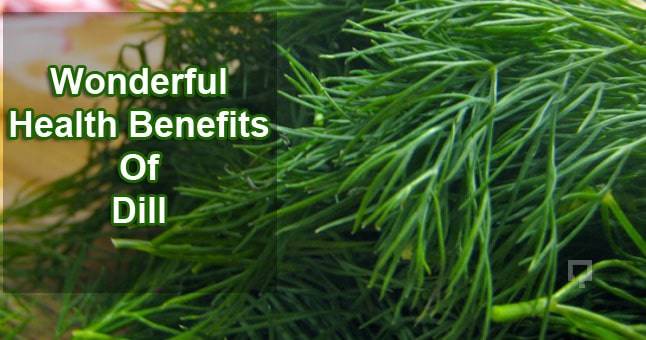 benefits-of-dill