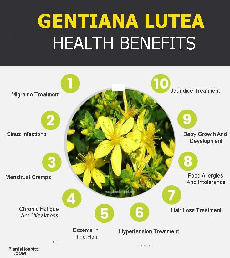 gentiana-lutea-graphic