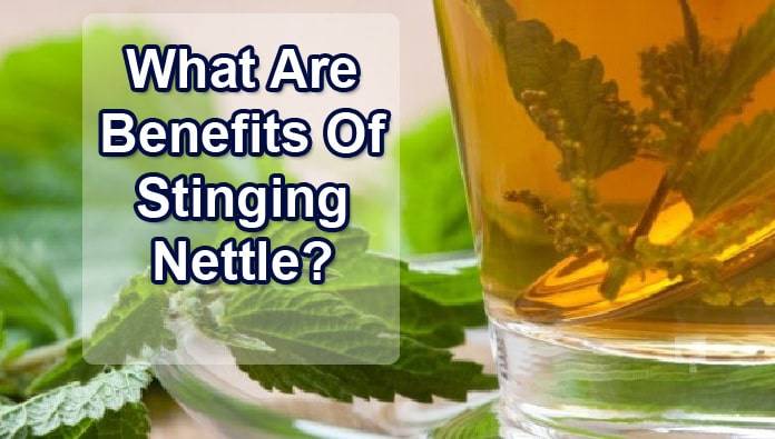 stinging-nettle-benefits