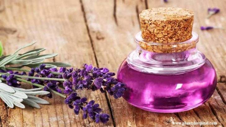 lavender-essential-oil