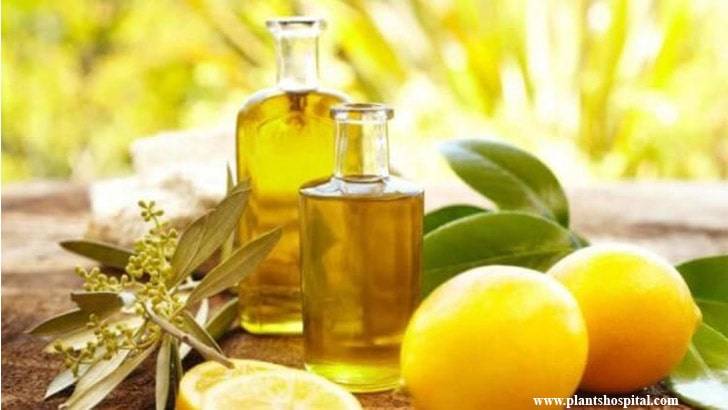 lemon-essential-oil