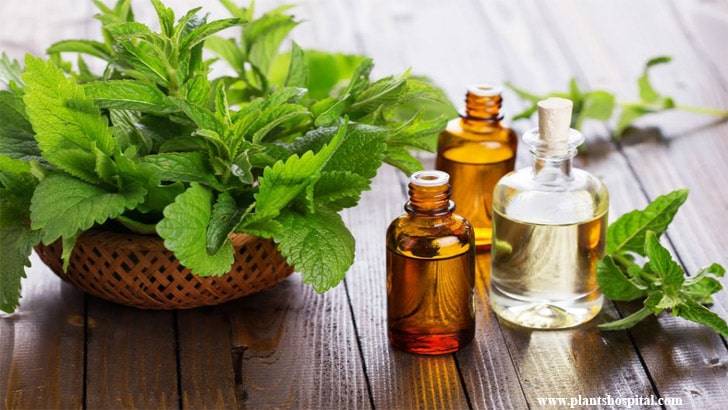 mint-essential-oil