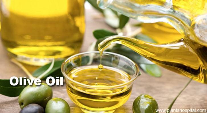 olive-oil