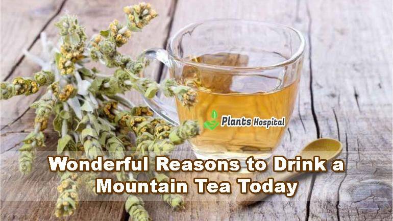 mountain-tea