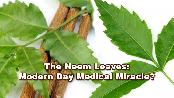 neem-leaves