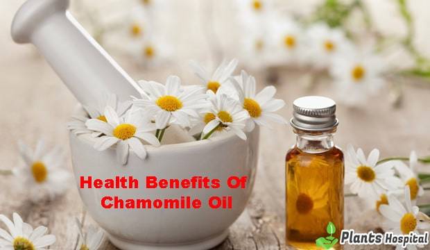 Chamomile-Oil