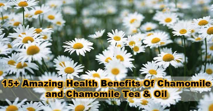 Chamomile-benefits