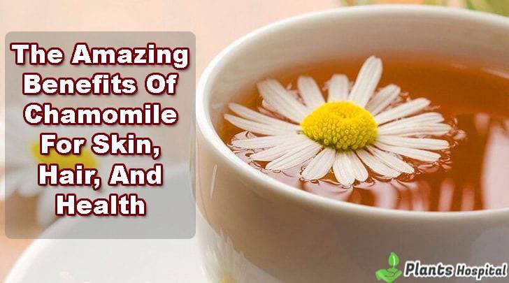 benefits-of-chamomile