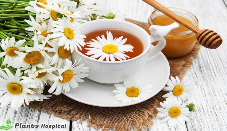 benefits-to-hair-of-chamomile
