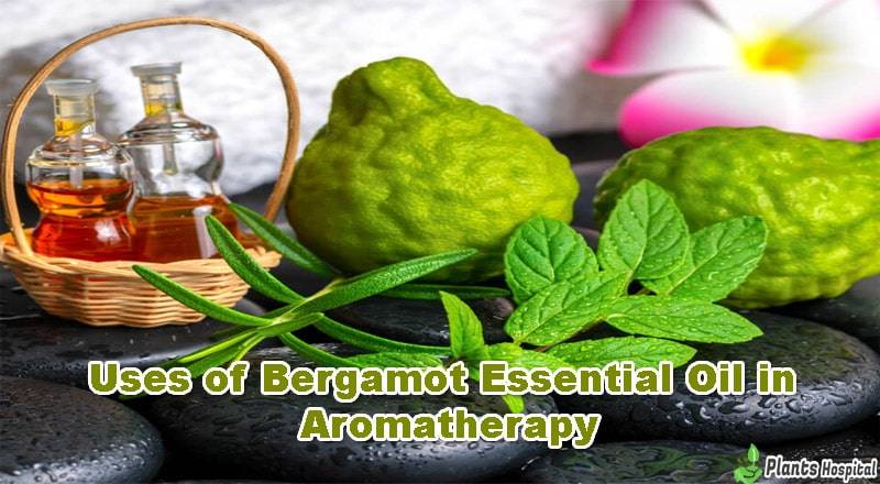 bergamot-essential-oil