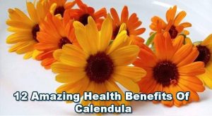 The Wonderful Health Benefits Of Calendula & Calendula Cream & Tea