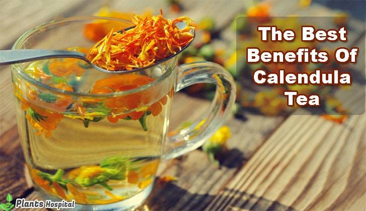 calendula-tea