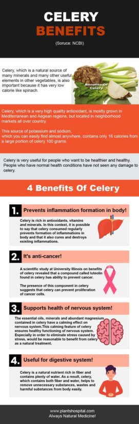 celery-infographic