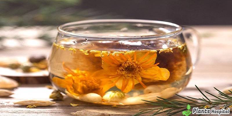 jasmine-tea-benefits