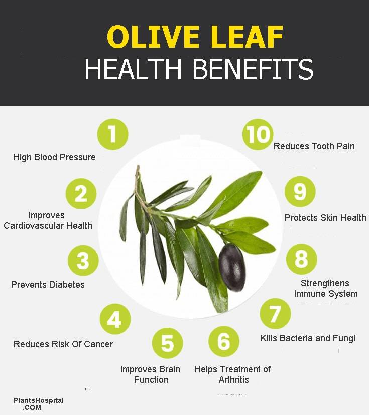 11 Amazing Medicinal Health Benefits Of Olive Leaf (Olea Europaea)