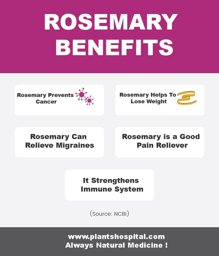 rosemary-graphic
