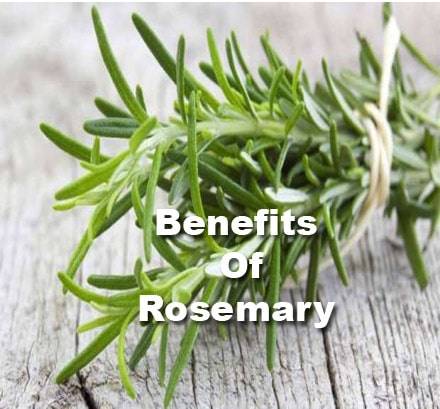 11 Best Benefits Of Rosemary Plant & Tea & Oil For Skin & Hair & Health