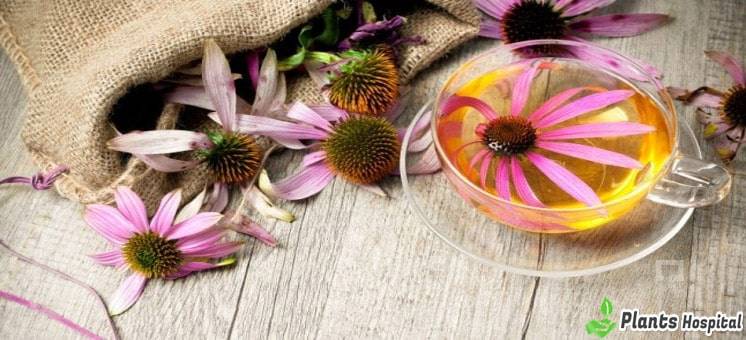 Echinacea-benefits