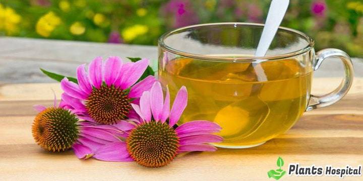 Echinacea-tea