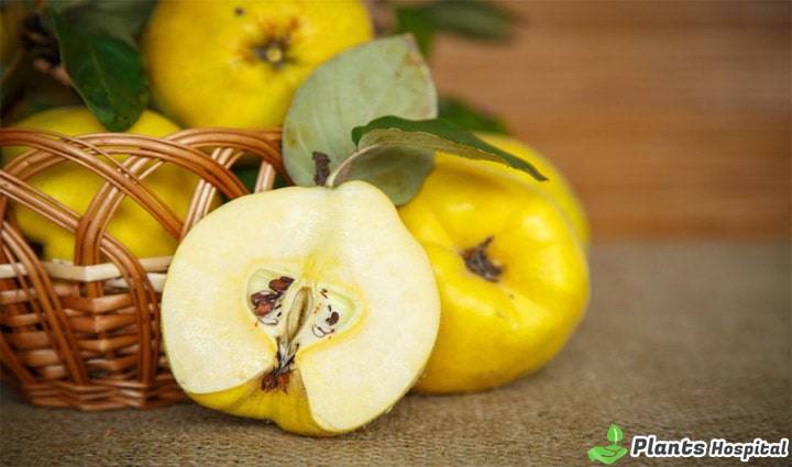 Quince-benefits