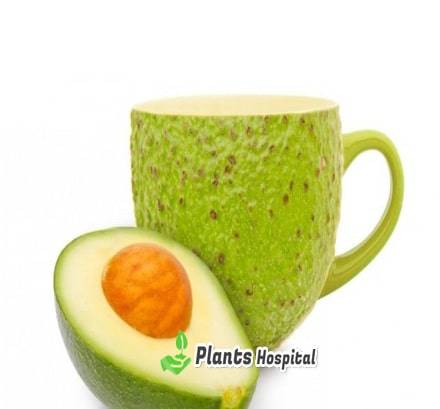 avocado leaf tea