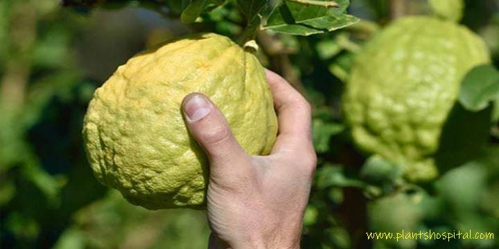 benefits-of-citron