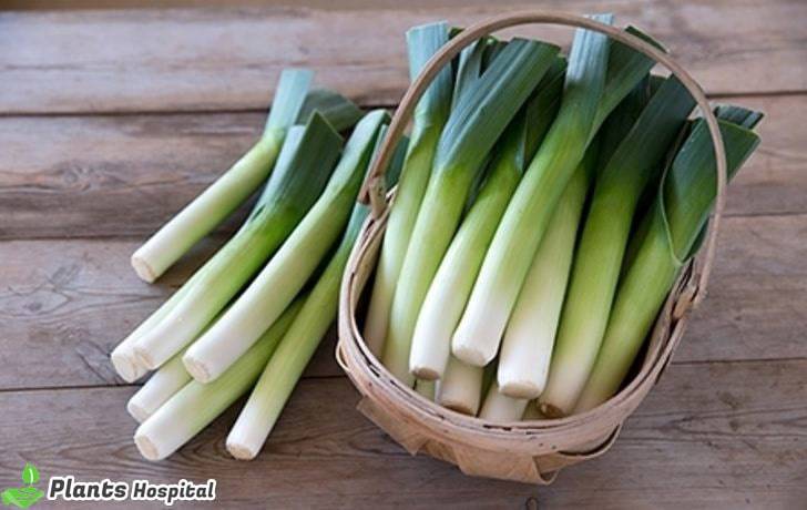 benefits-of-leeks