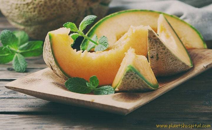 benefits-of-melon