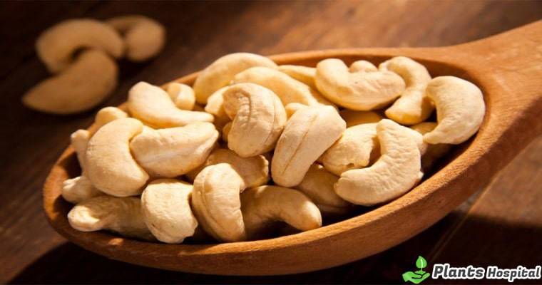 cashews-benefits