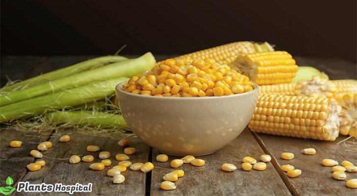 corn-benefits