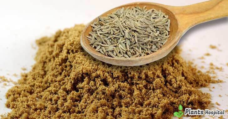 cumin-benefits