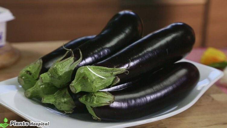 eggplant-benefits