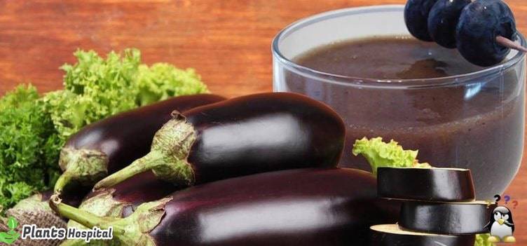 What Are Benefits Of Eggplant? 11 Good Reasons To Eat More Eggplants