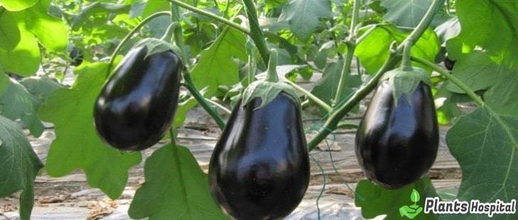 eggplant-stalks