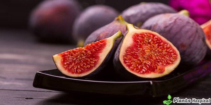 figs-benefits