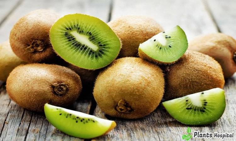 kiwi-benefits