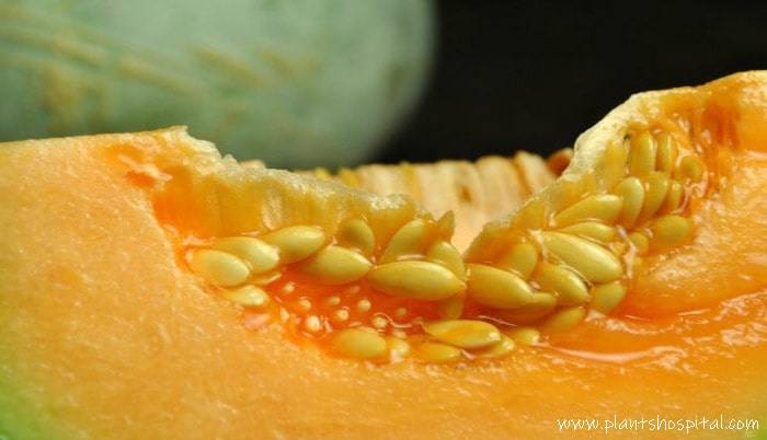 melon-seeds