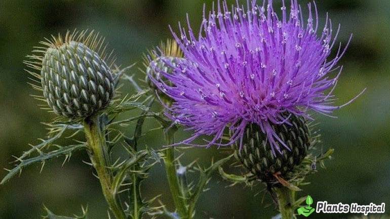 milk-thistle