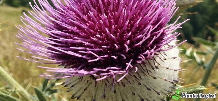 milk-thistle-benefits