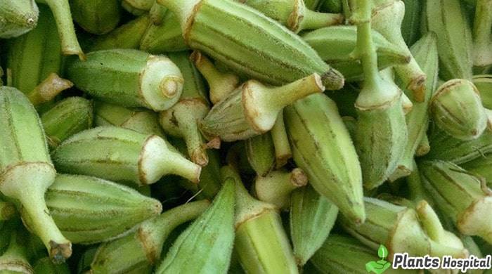 okra-benefits