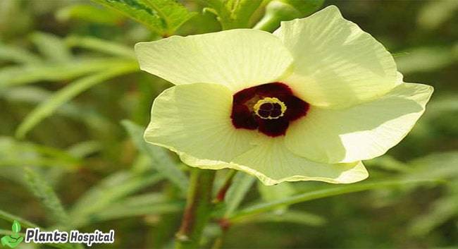 okra-flower