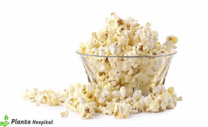 popcorn-benefits