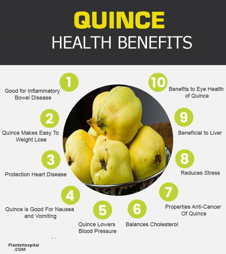 quince-graphic