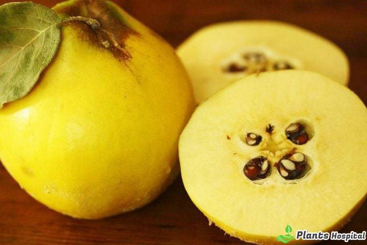 quince-seed