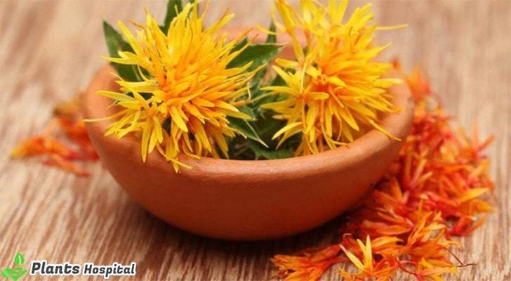 safflower