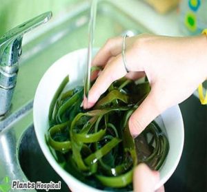 seaweed-tea