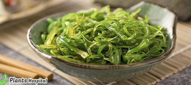 seaweed-tea-benefits