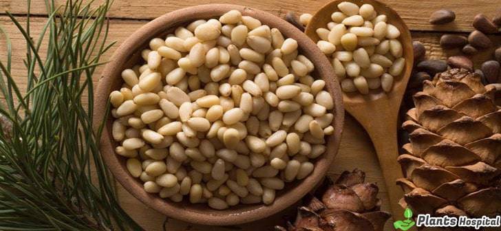 Pine-Nuts-benefits