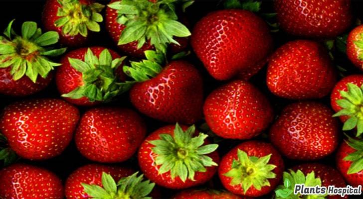 Strawberry-benefits